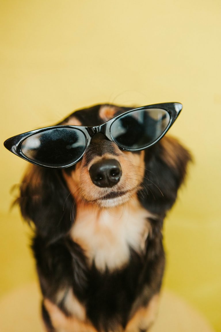 black white and brown long coated dog wearing black sunglasses